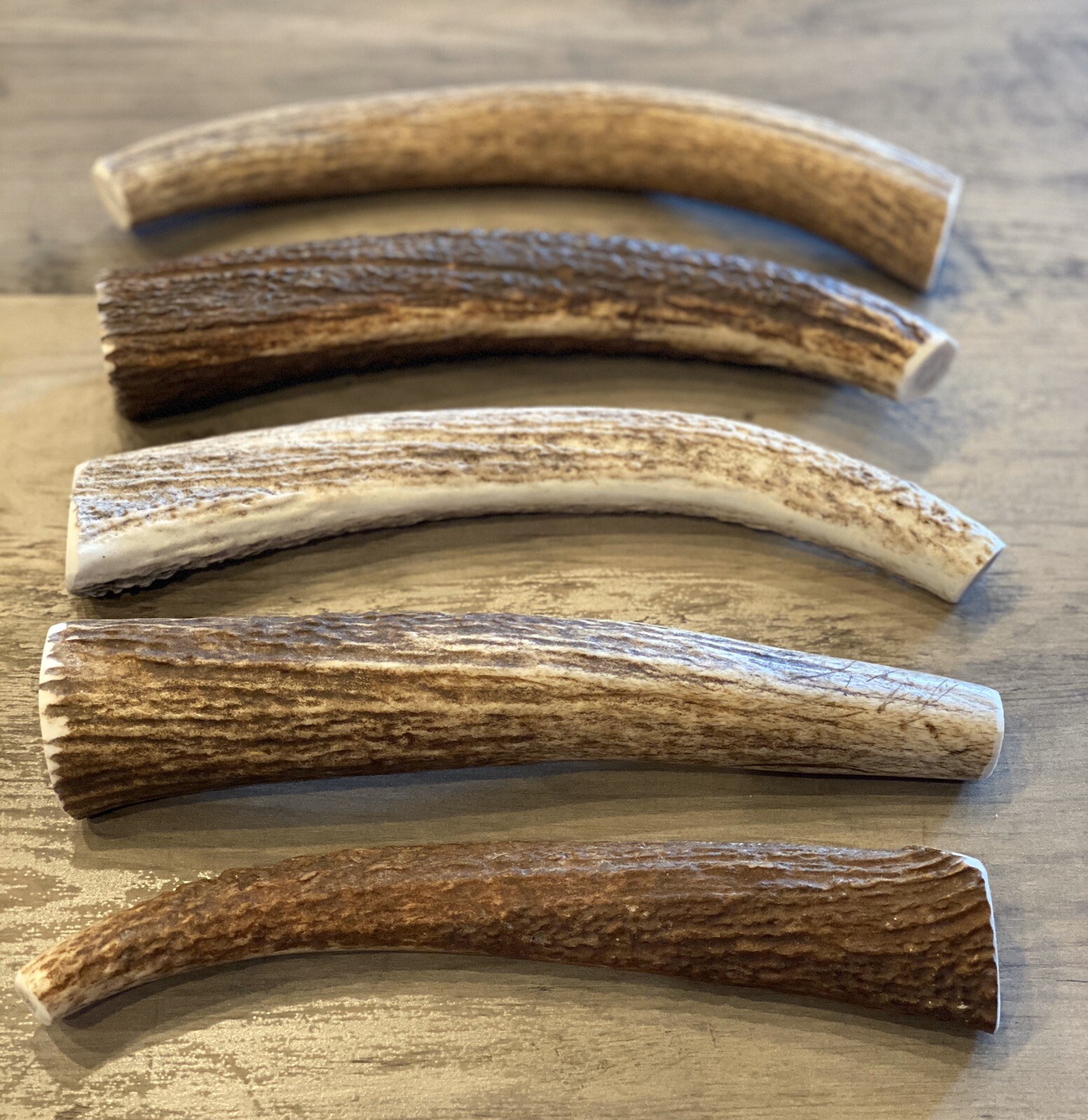 X-LARGE Elk/Deer Antler Premium Dog Chew (1pc) **OREGON ANTLER WORKS**