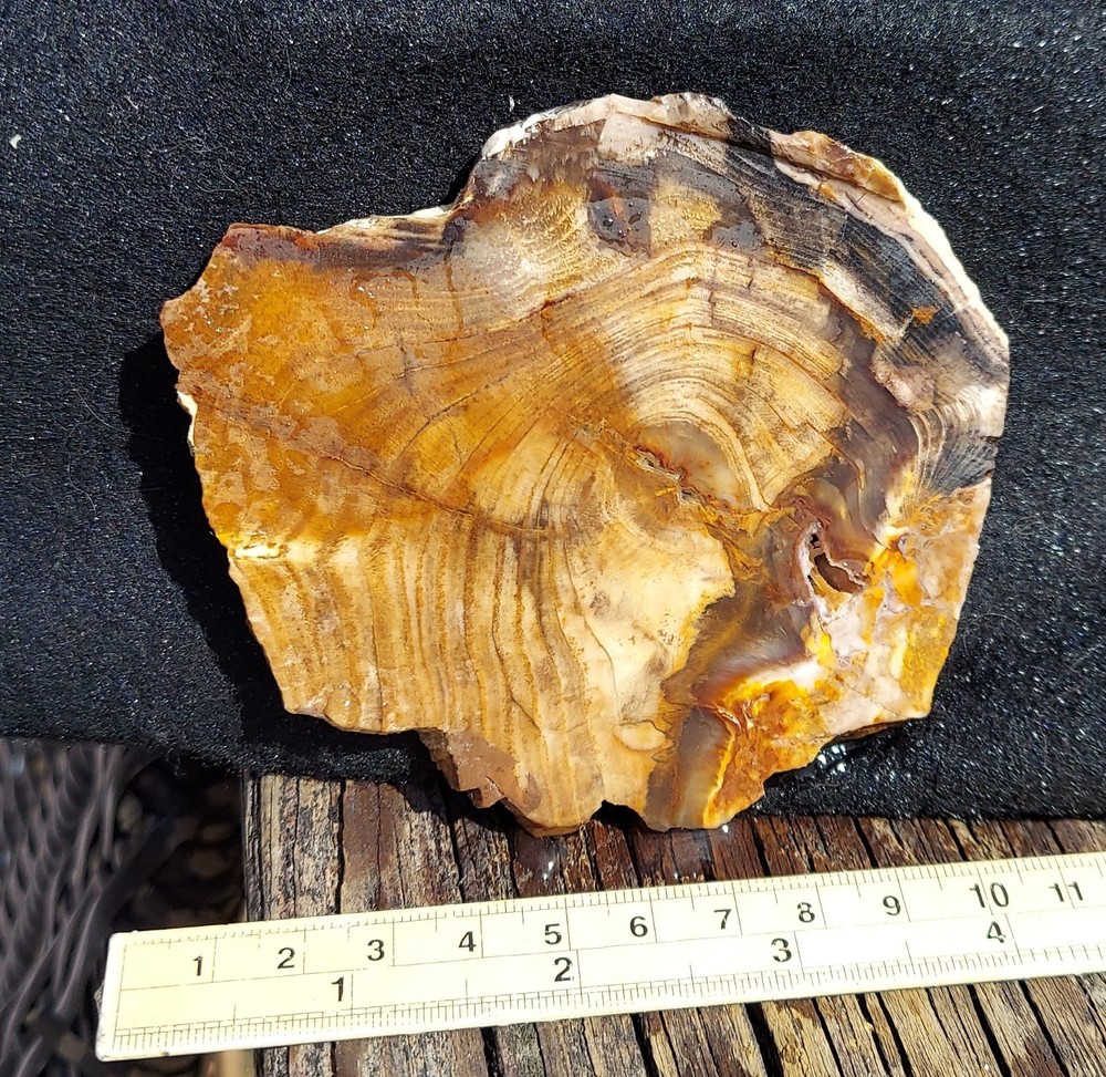 Petrified Wood Slab