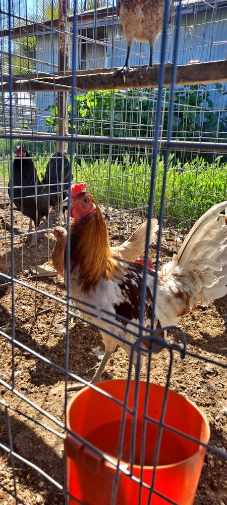 Chicken Hatching Eggs 6 + Spartan Blues