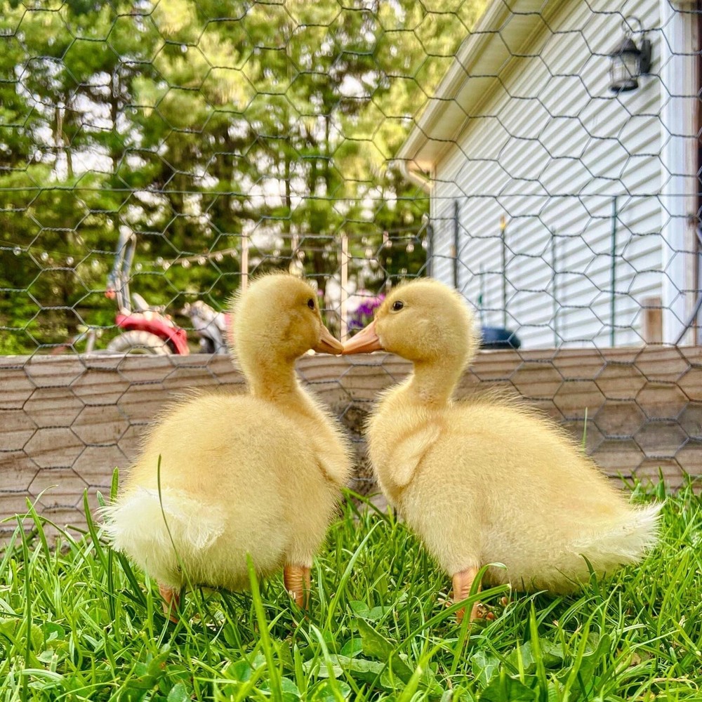 12 duck hatching eggs| Lay Eggs Everyday