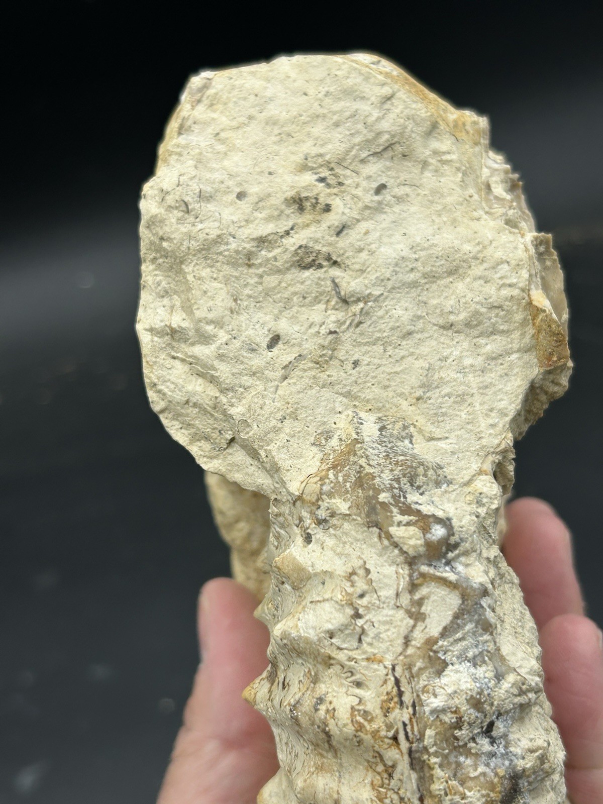 SUPERB 7.5” Cretaceous Mortoniceras Sp.Texas Fossil Ammonite!CRAZY Oyster Party!