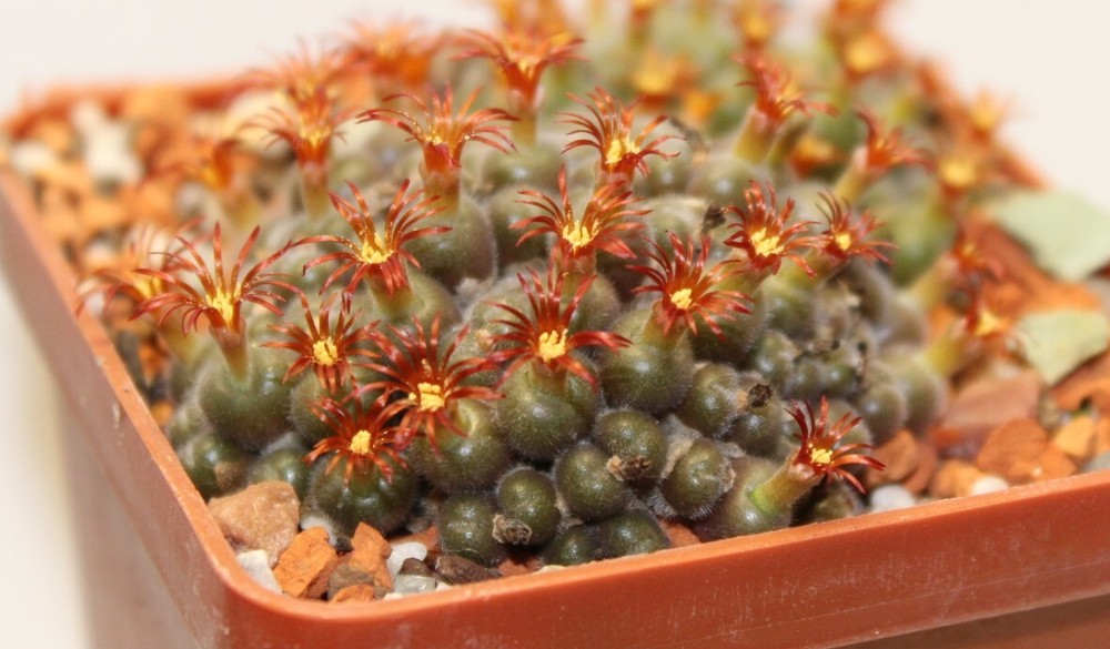 Conophytum stephanii helmutii seeds 20 pcs