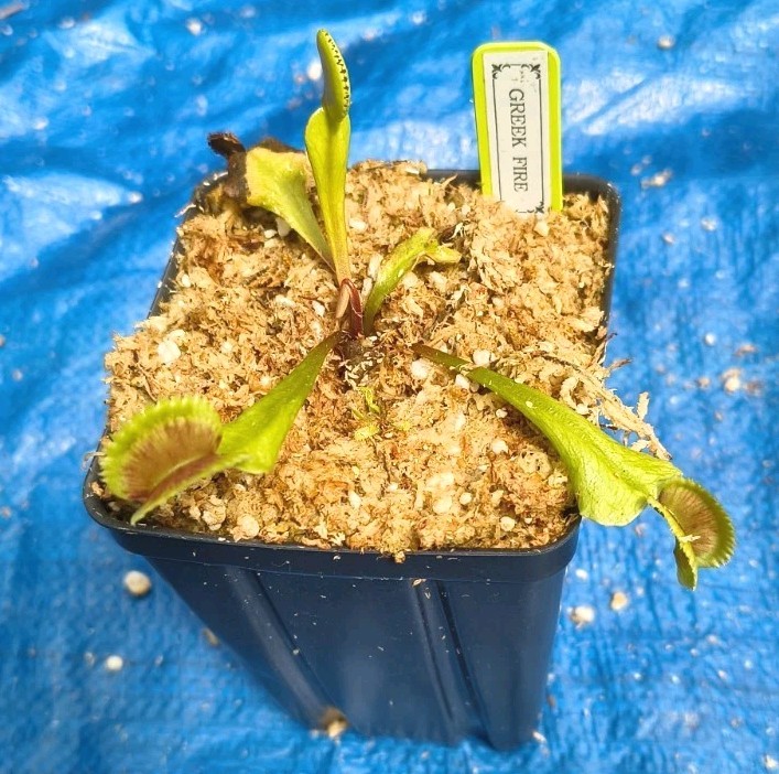 Venus Flytrap GREEK FIRE Carnivorous Plant