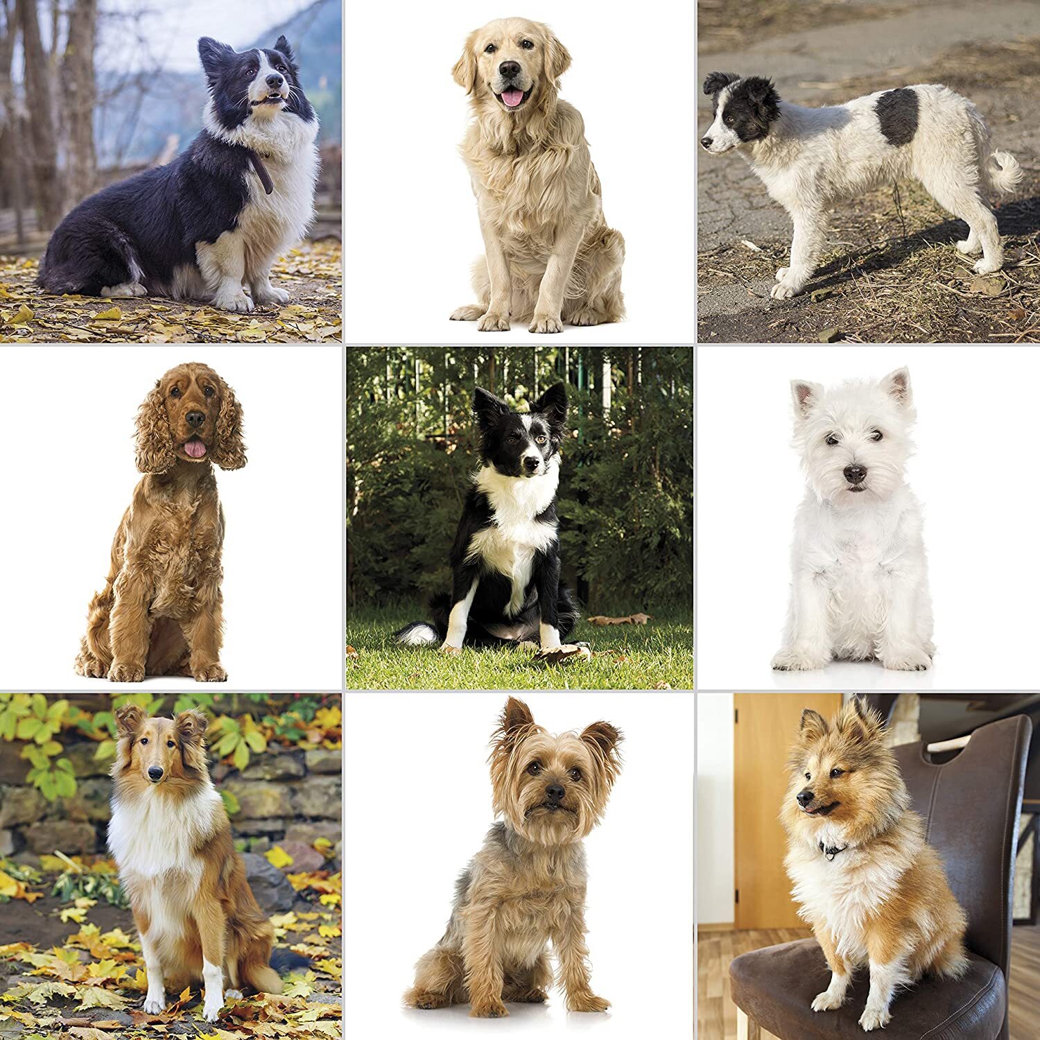 Wahl Pet Pro Thick Hair Complete Heavy Duty Dog Cat Grooming Clipper 13 Pcs Kit