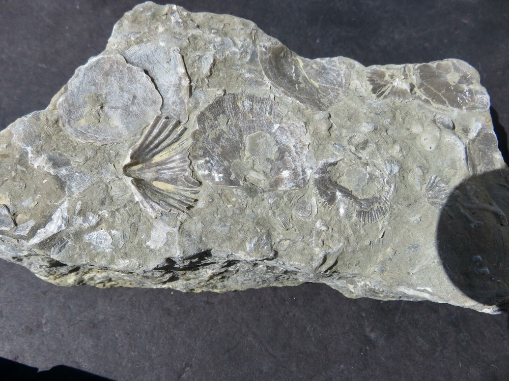 BRACHIOPOD PLATE  -- Cincinnati , Ohio
