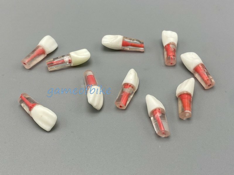 10x Dental Root Canal Teeth Study Practice Model Endodontic Pulp File Injection