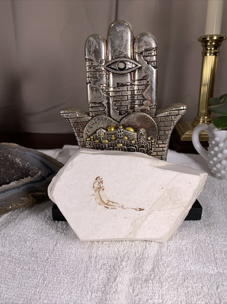 Fossil Fish - Plate Antique Rare