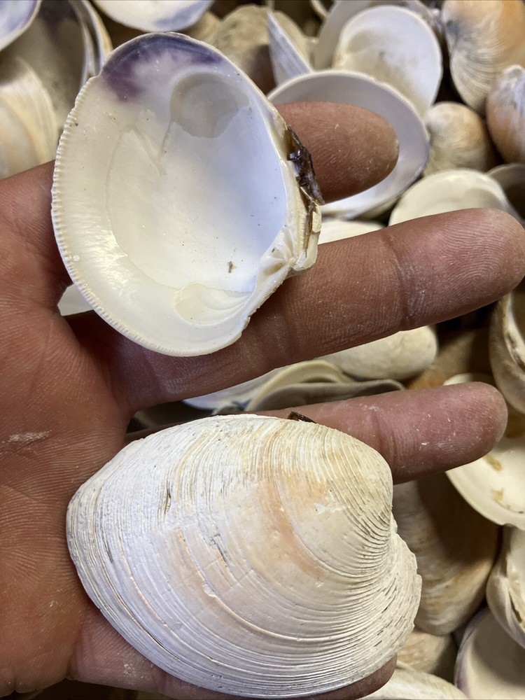 Clam shells for Crafts 100 Count Bag