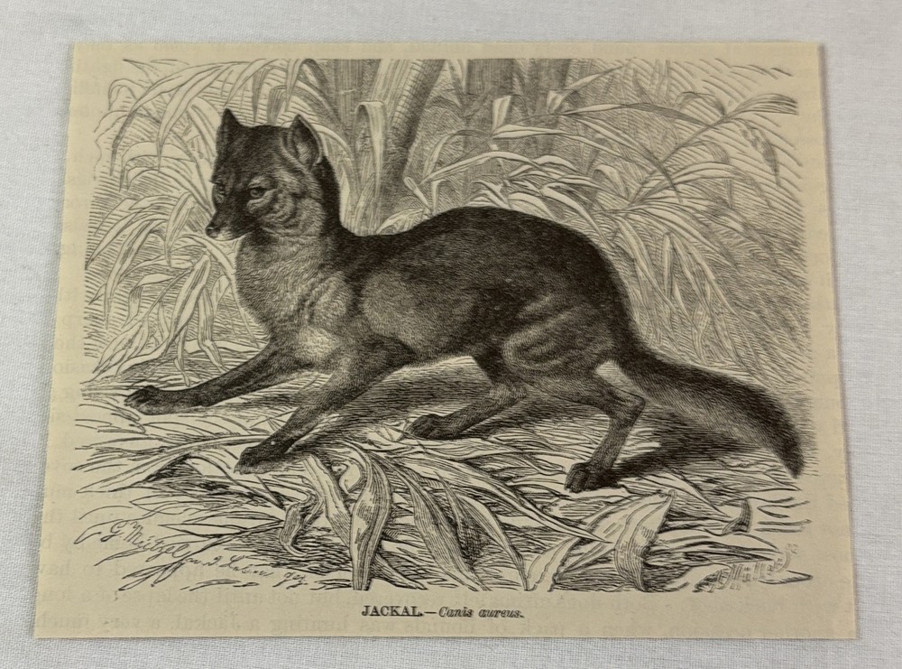 1885 book engraving ~ JACKAL in India