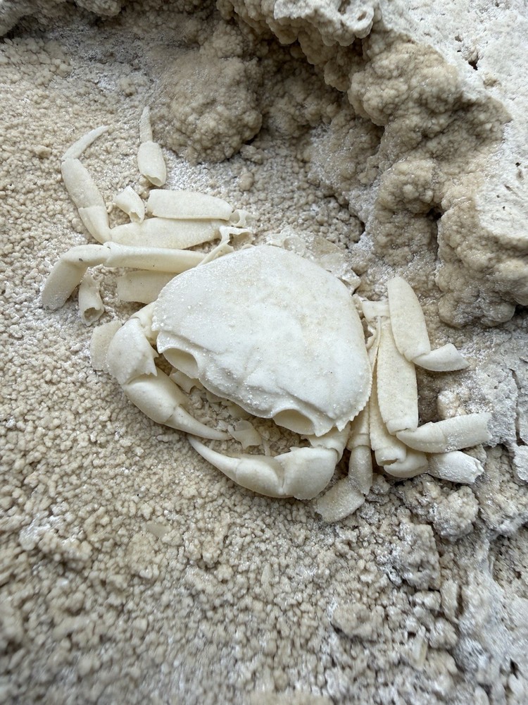 Authentic Potamon Fossil Crab Collection
