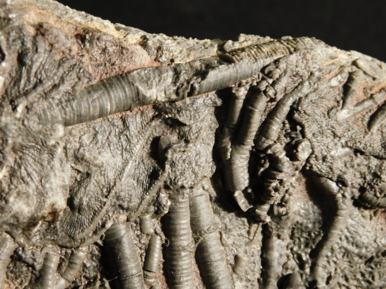 LARGER! 430 Million Year Old! CRINOID Fossil or Sea LILY Fossil Morocco 1221gr