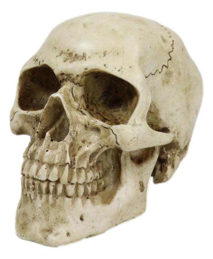 Small Skull Head Statue Cold Cast Resin Figurine 3.5" Tall