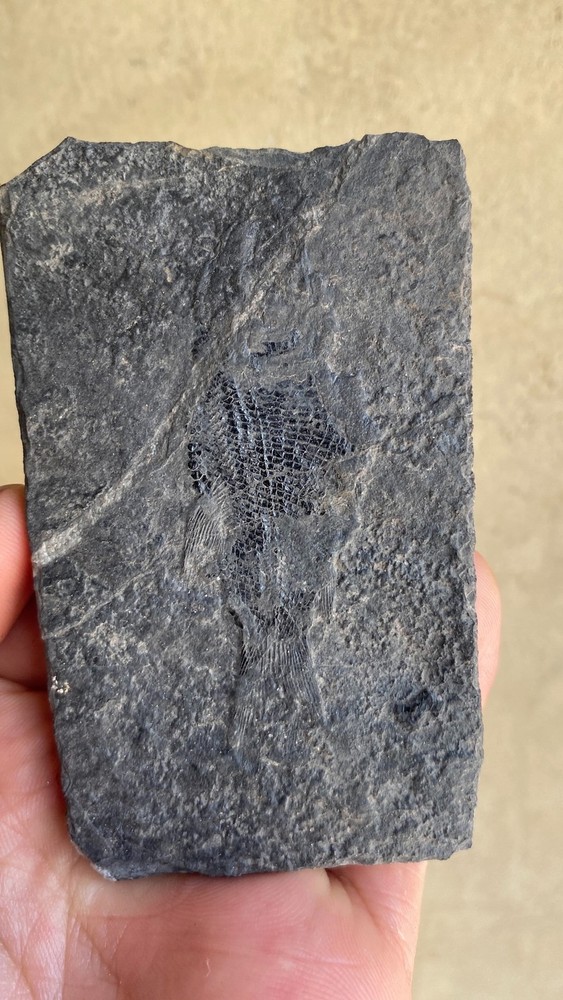 Unique and authentic fossilized fish like stone A21