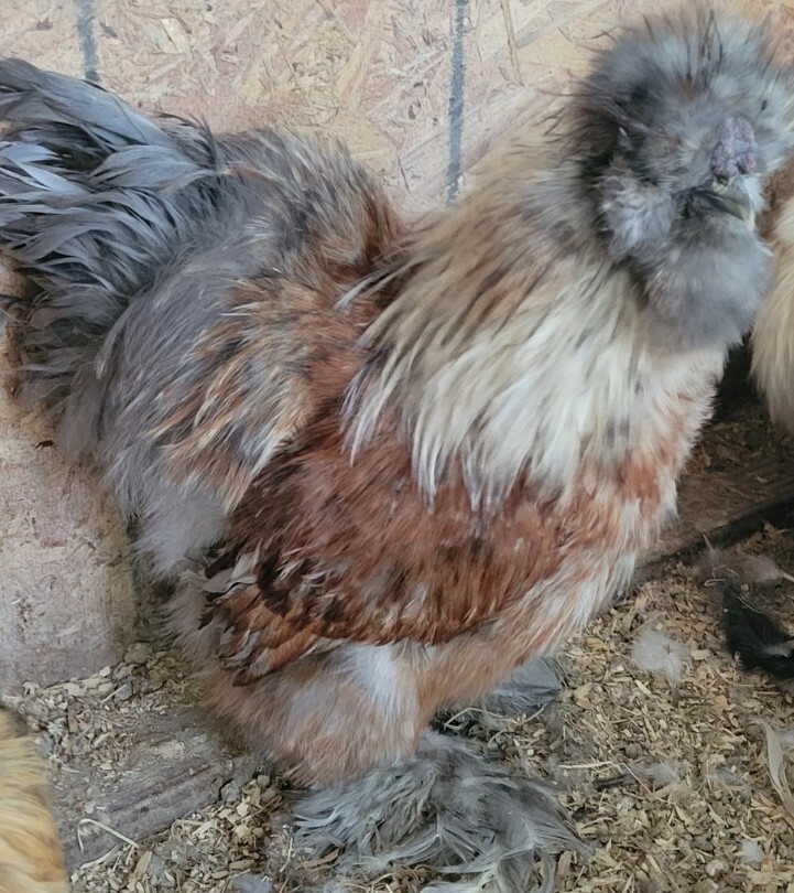 (6) Show Quality Silkie Bearded & Crested Fertile Hatching Eggs, Shipped in Foam