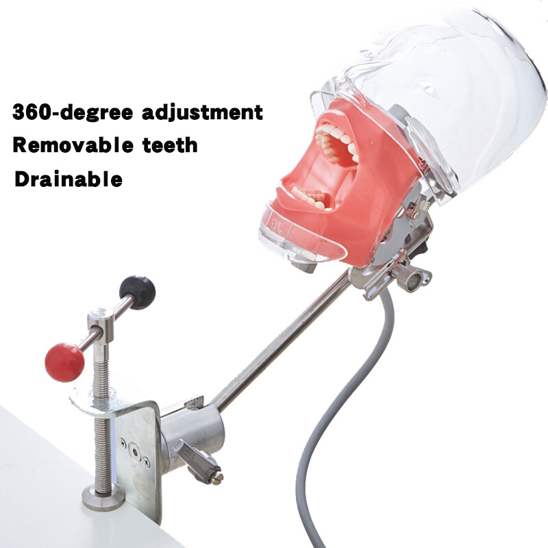 Dental Simulator Manikin Phantom Head Model with Replaceable Teeth Model USSTOCK
