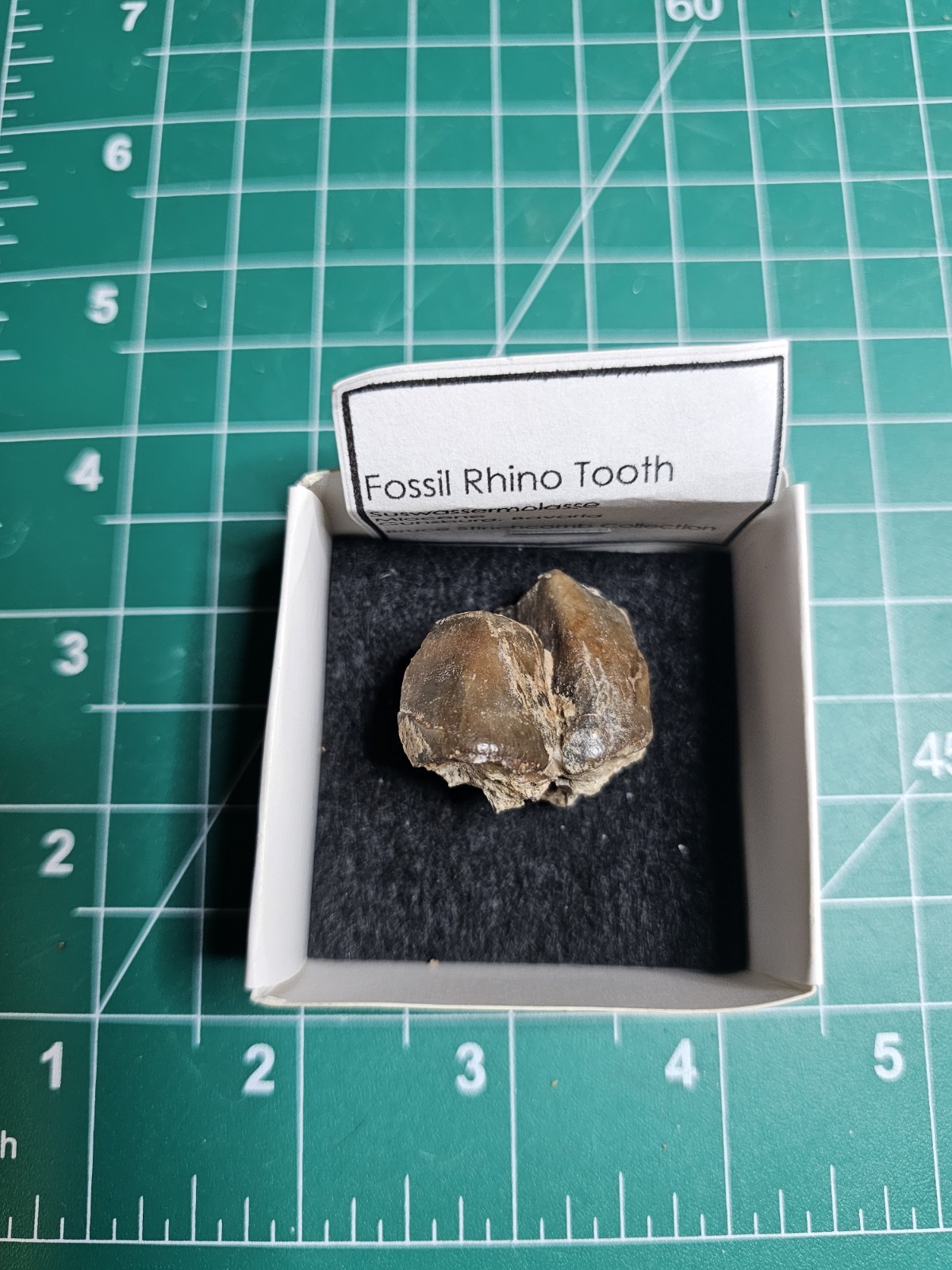 Fossil Rhino Tooth Suswassermolasse   Oligocene Gunzburg Bavaria
