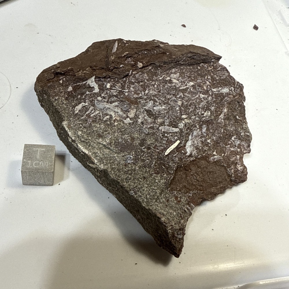 Fossil Placoderm Pieces