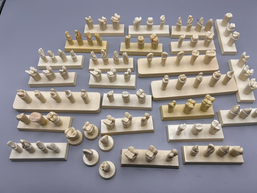 Columbia Dentoform Simulation Teeth Lot