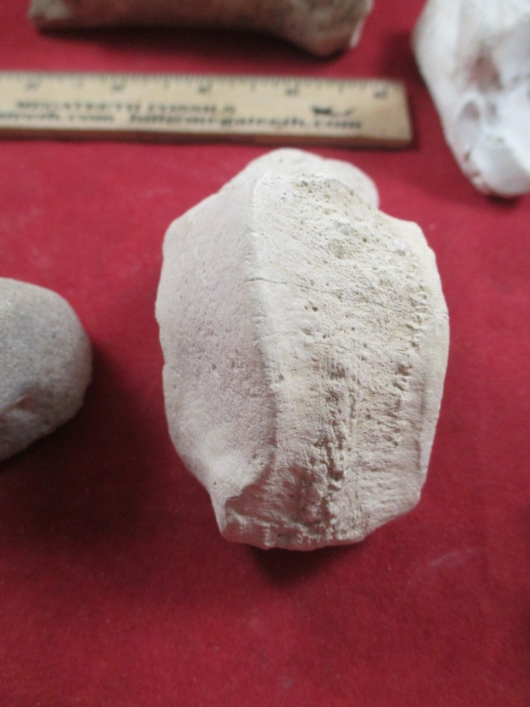 Nebraska Badlands Fossils Mixed Bones Hip Socket , and more