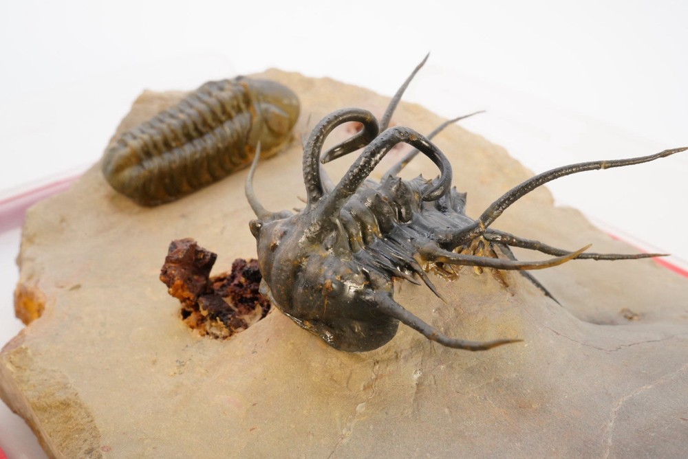 trilobite