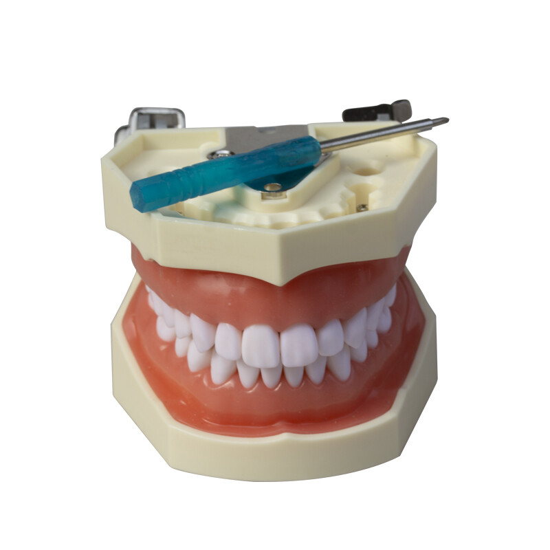 28/32Pcs Dental Typodont Model With Removable Teeth Soft Gingiva Teaching Model