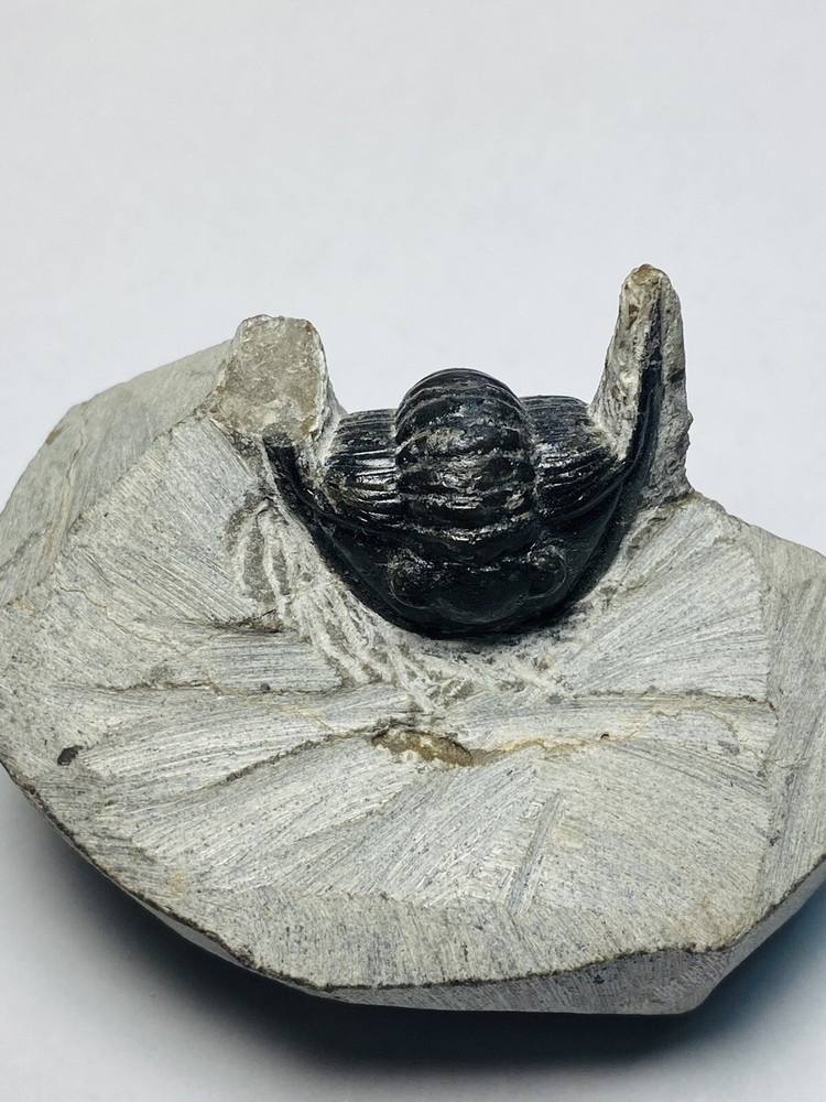 Bargain Trilobite