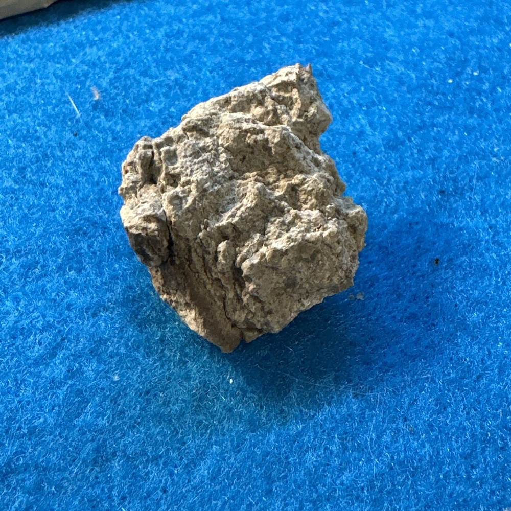 Alamosaurus Extinct Sauropod Dinosaur Bone Fossil in Display Case