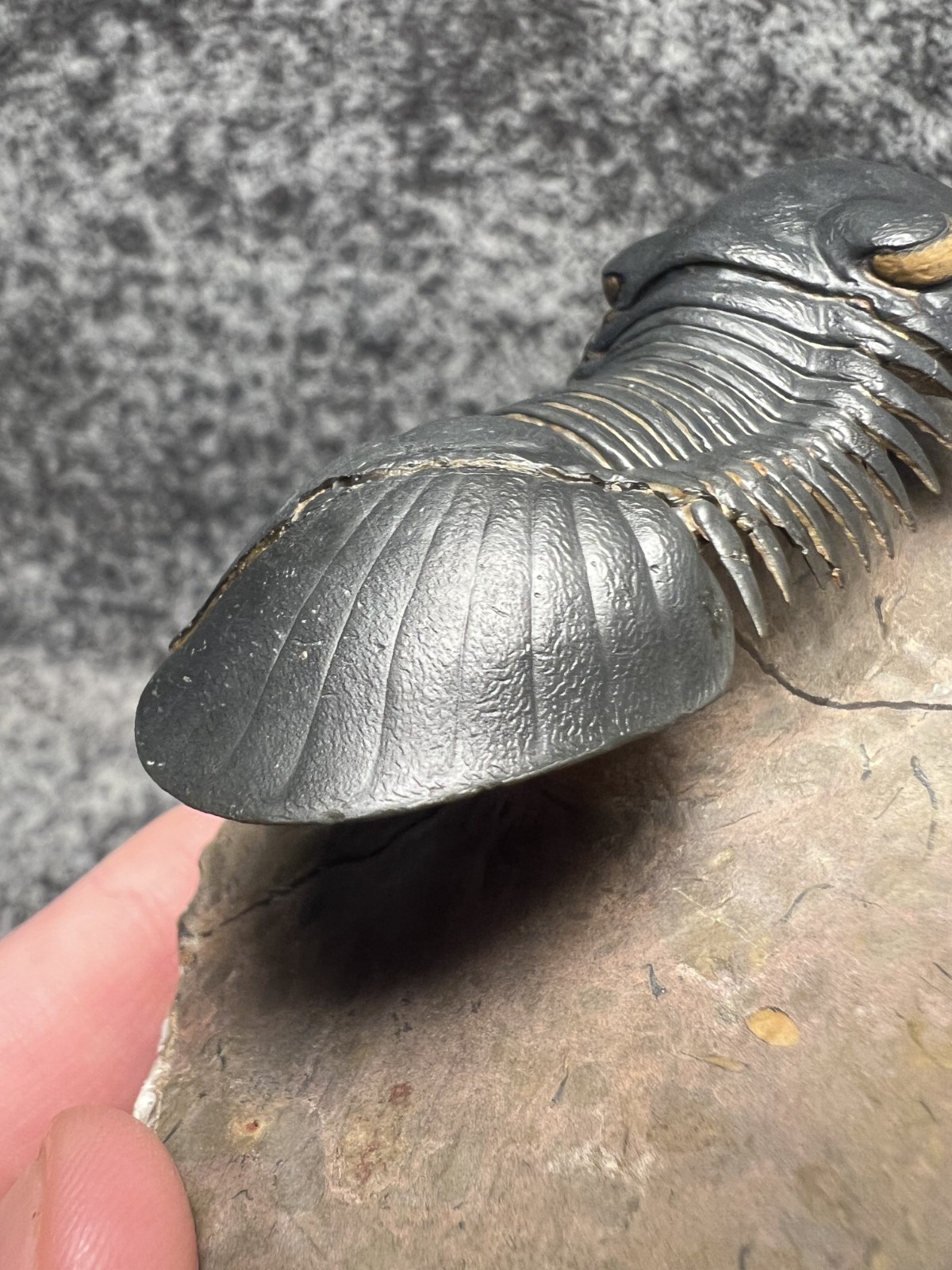 Paralejurus Trilobite Fossil – Flying Preparation with Rare Yellow Eyes