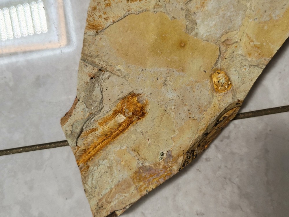 Unique and authentic fish fossil 8603