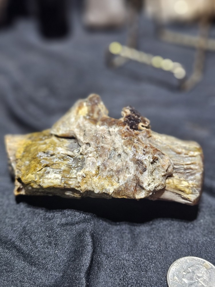 Petrified Limb Polished Specimen (7.8oz)