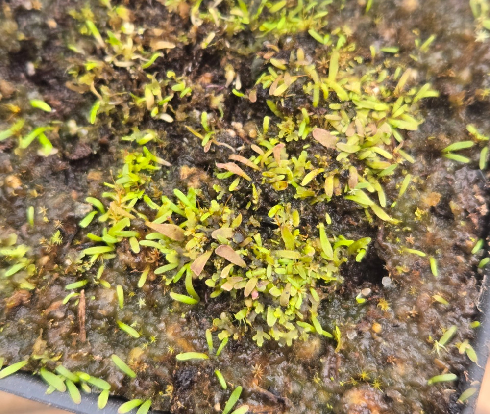 Utricularia Kerala Carnivorous Bladderwort
