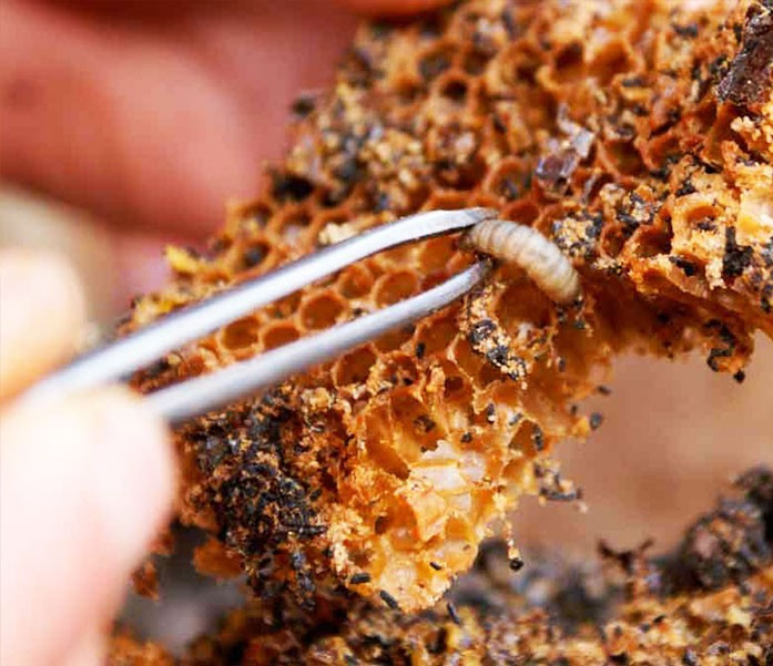 Wax Moth Larvae Tincture 1 oz (30ml) Extract 25% Воскова моль - Огневка