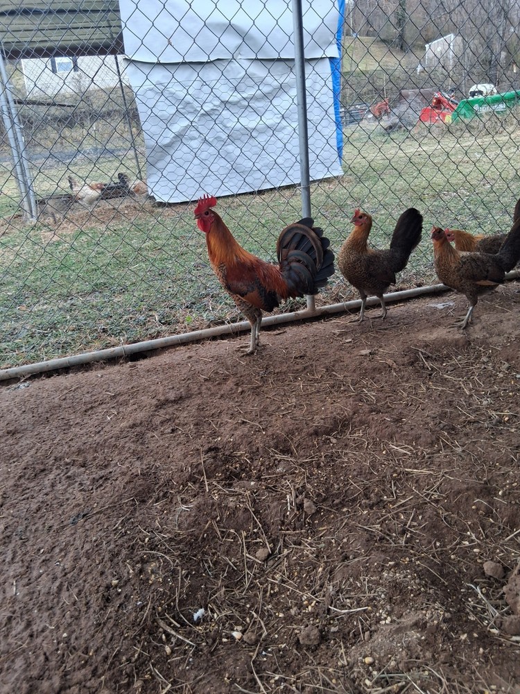 12 Red Quil Pure Hatching Eggs