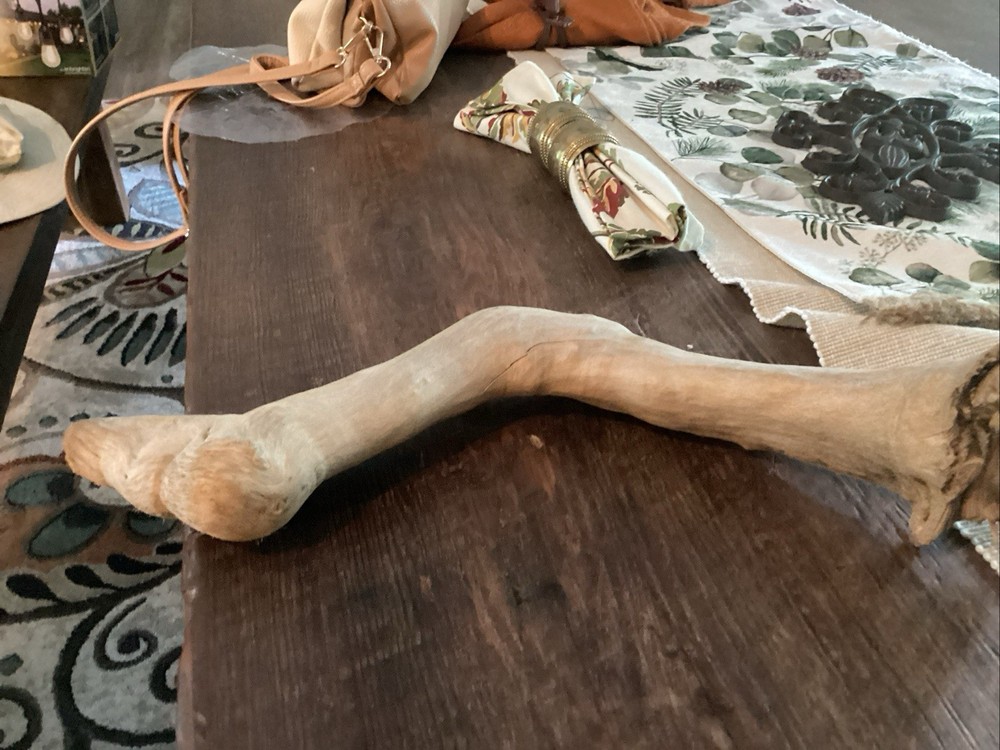 Mammoth Bone