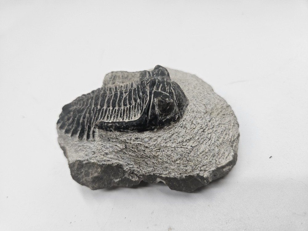 Fossile TRILOBITE Hollardops Mesocristata Devonian. Unknown Origin.