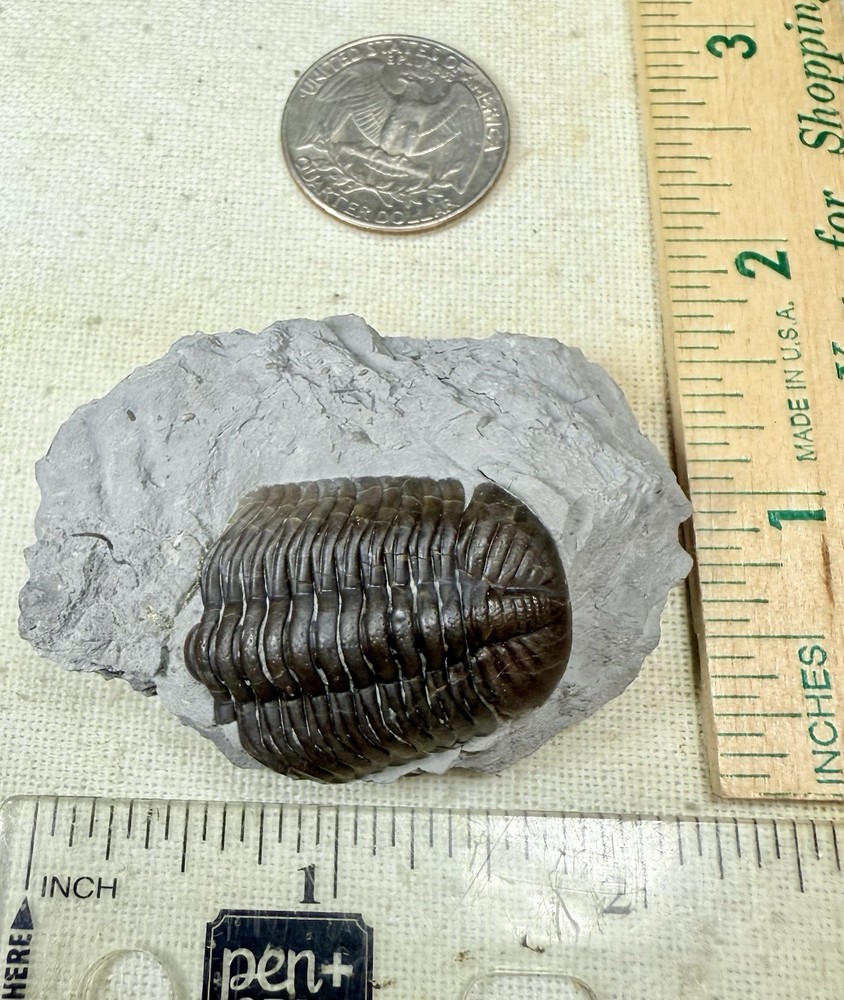 Phacops Trilobite ~ Silica Formation ~ Ohio ~ Devonian Period