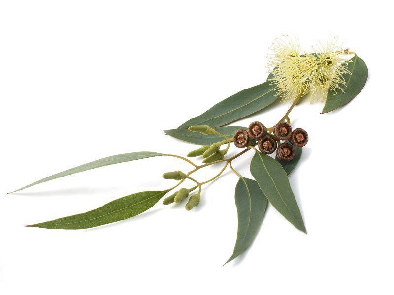 Essential Oil Pure Blend MOTIVATION Uplift Natural Aromatherapy Diffuser Relax