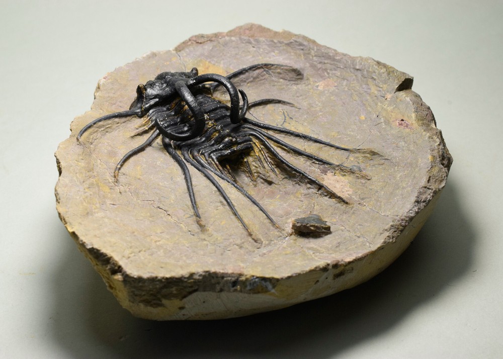 Beautiful spiny trilobite – Dicranurus monstrosus