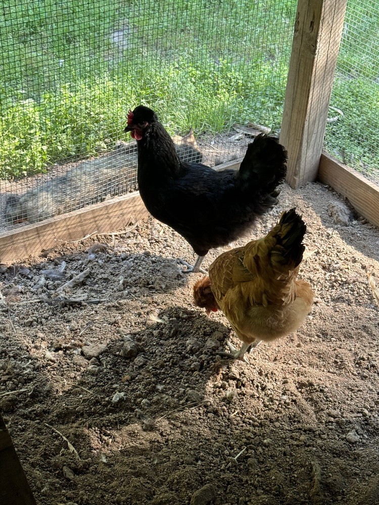 10 Shetland *Hen* Hatch Eggs🏅🏅Very Rare🏅🏅