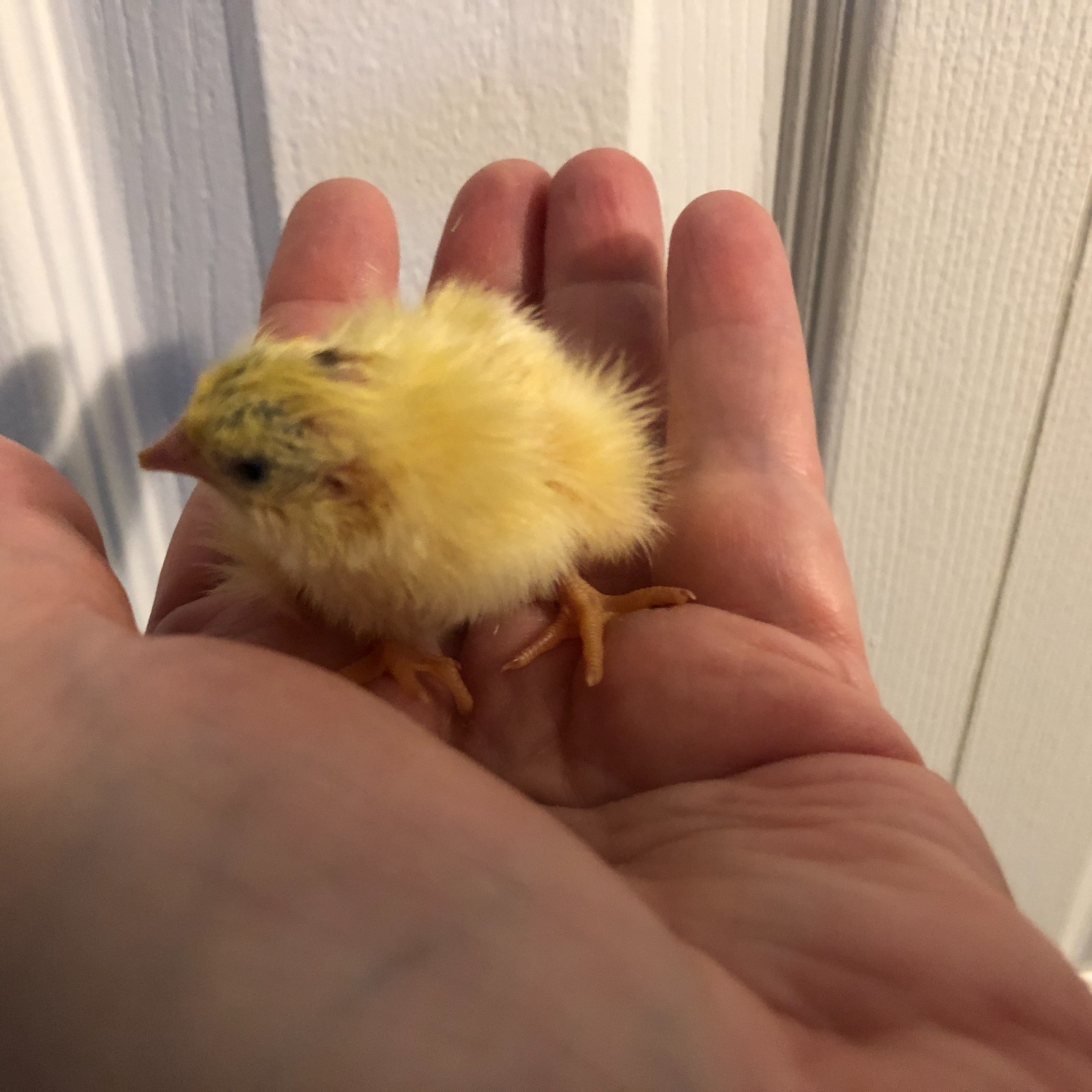 10+ Fertile Hatching Eggs Quail Coturnix Jumbo White Texas A&M Meat & Egg Birds