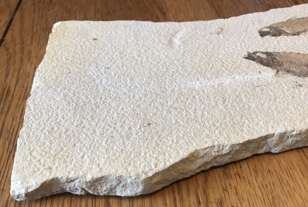 Multiple Fish Fossil Plate
