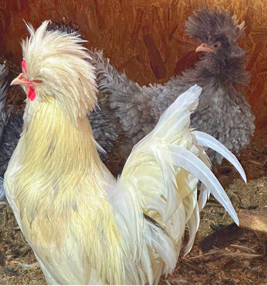 12 Polish Chicken Hatching Eggs (NPIP Certified)