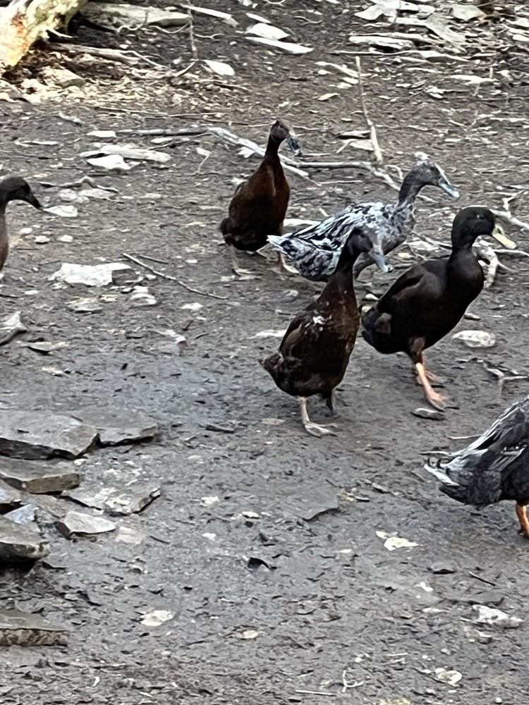 12 Chocolate and Blue Mixed Runner Duck Hatching Eggs