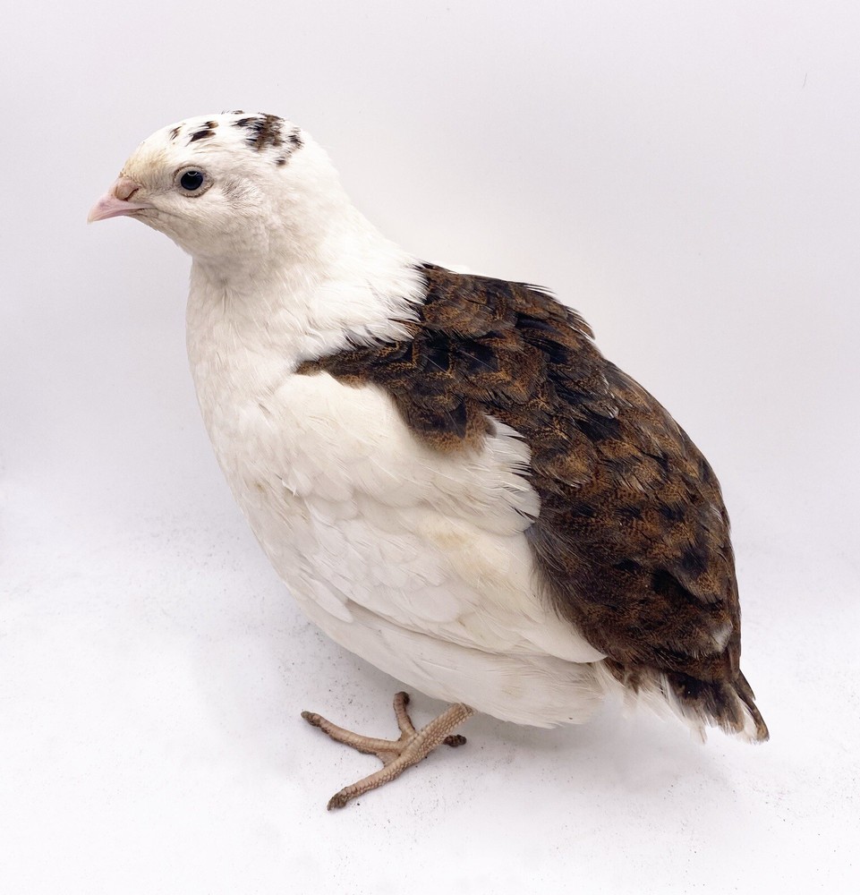 30+ Celadon Coturnix Quail Hatching Eggs - Blue Egg Layers
