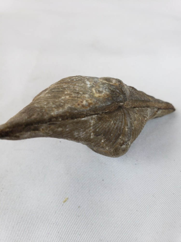 Pre-historic fossil, nice, rare