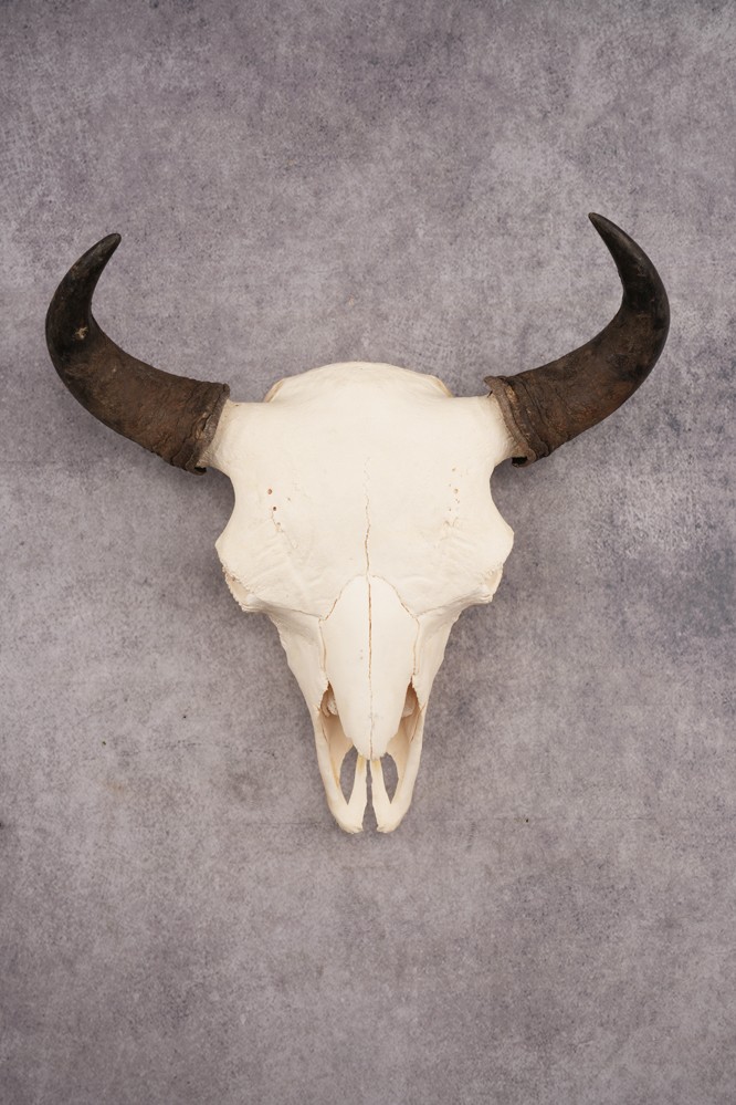 Bison Skull SKU 3246