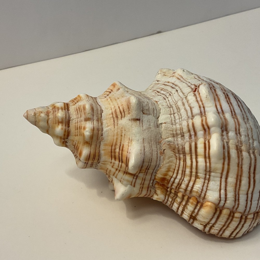 Conch Seashell Brown & White 7” Long Sea Shell