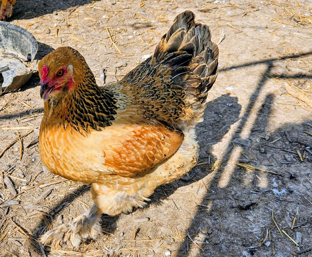 Hatching Eggs Buff Brahma 5+