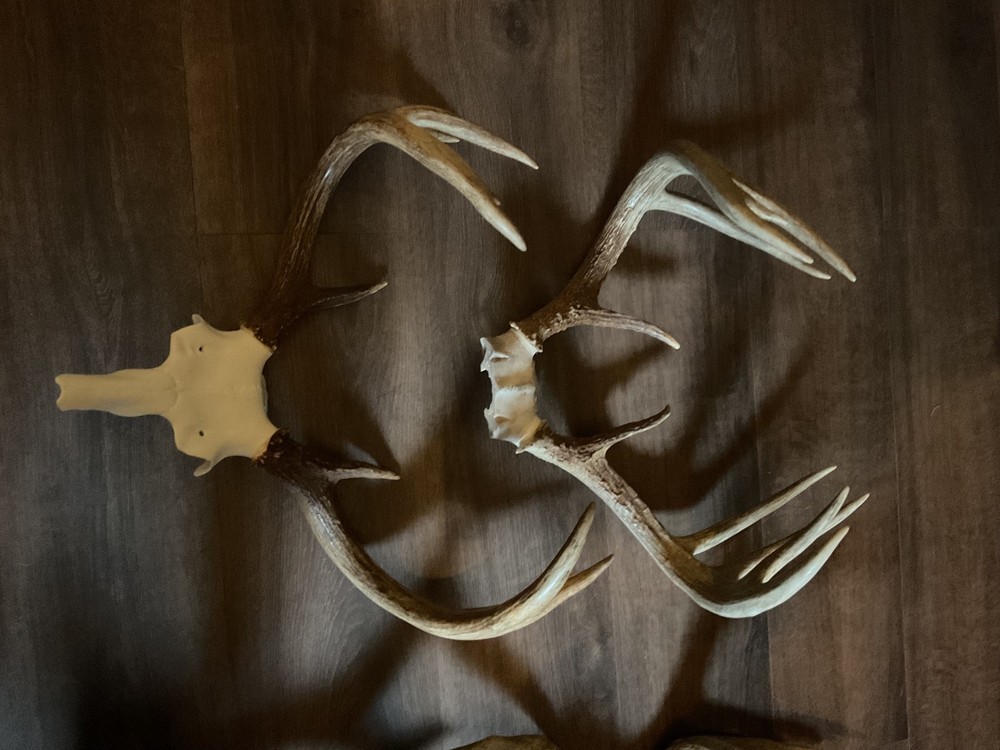 whitetail deer antlers