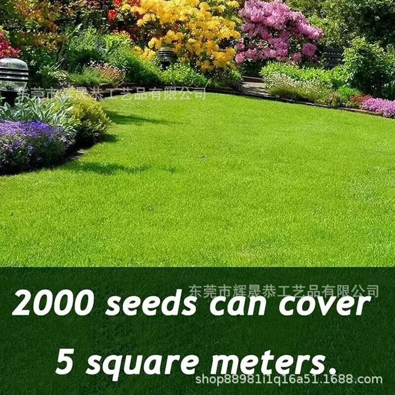 2026 Evergreen Dwarf Grass Seed Garden Grass Seed Growth-Grass Seeds/Lawn Seeds